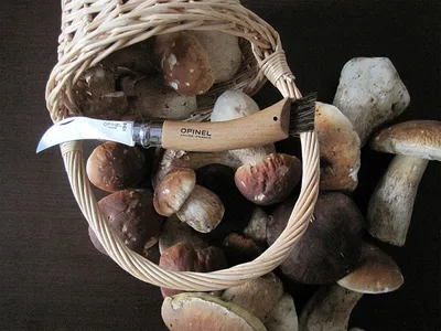 Нож грибника Opinel No 8, бук — фото 5